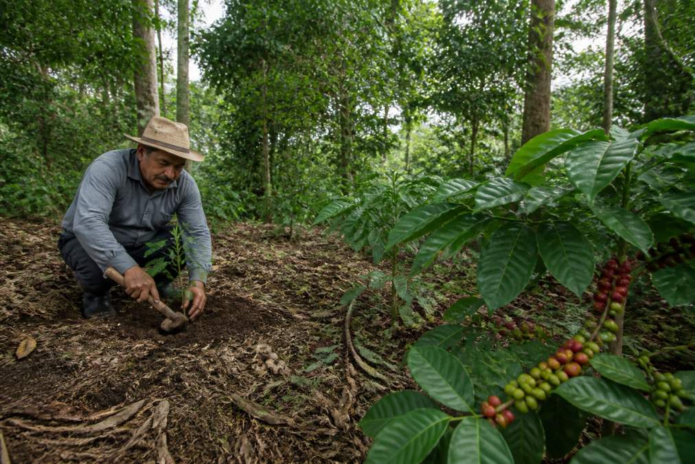 Sustainable Coffee Farming Practices Explained